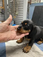 Dewayne, a male Miniature Dachshund for sale in Ocilla, GA – 2 of 7