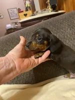 Ezra, a male Miniature Dachshund for sale in Ocilla, GA – 3 of 5