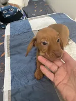 Justin, a male Miniature Dachshund for sale in Ocilla, GA – Photo 7 of 7