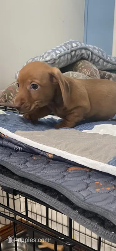 Justin – Miniature Dachshund puppy for sale in Ocilla, GA