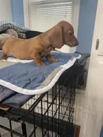 Justin, a male Miniature Dachshund for sale in Ocilla, GA – Photo 2 of 7