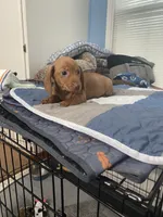 Justin, a male Miniature Dachshund for sale in Ocilla, GA – Photo 4 of 7