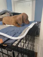 Justin, a male Miniature Dachshund for sale in Ocilla, GA – Photo 3 of 7