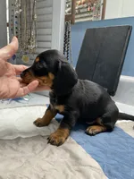 Dewayne, a male Miniature Dachshund for sale in Ocilla, GA – 7 of 7