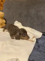 Eli, a male Miniature Dachshund for sale in Ocilla, GA – 2 of 6