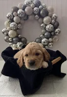 Snow Ball , a male Goldendoodle for sale in Buffalo, NY – Photo 2 of 2