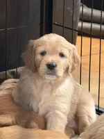 Snow Ball , a male Goldendoodle for sale in Buffalo, NY – Photo 1 of 2