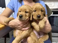 Donner, a male Goldendoodle for sale in Buffalo, NY – Photo 2 of 2