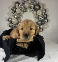 Donner, a male Goldendoodle for sale in Buffalo, NY – Photo 1 of 2