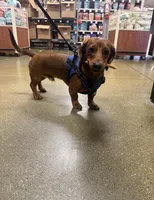 Leo, a male Dachshund for sale in Downey, CA – Photo 2 of 3