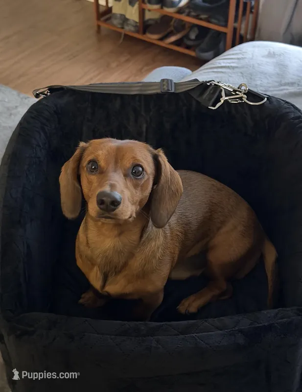 Leo – Dachshund puppy for sale in Downey, CA