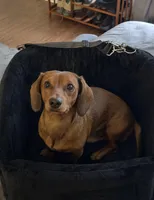 Leo, a male Dachshund for sale in Downey, CA – Photo 1 of 3