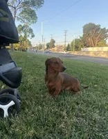 Leo, a male Dachshund for sale in Downey, CA – Photo 3 of 3