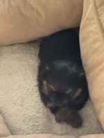 Yogi, a male Pomeranian for sale in Downey, CA – Photo 3 of 4