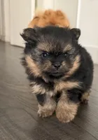 Yogi, a male Pomeranian for sale in Downey, CA – Photo 1 of 4