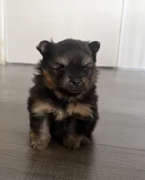 Yogi, a male Pomeranian for sale in Downey, CA – Photo 2 of 4