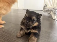 Yogi, a male Pomeranian for sale in Downey, CA – Photo 4 of 4