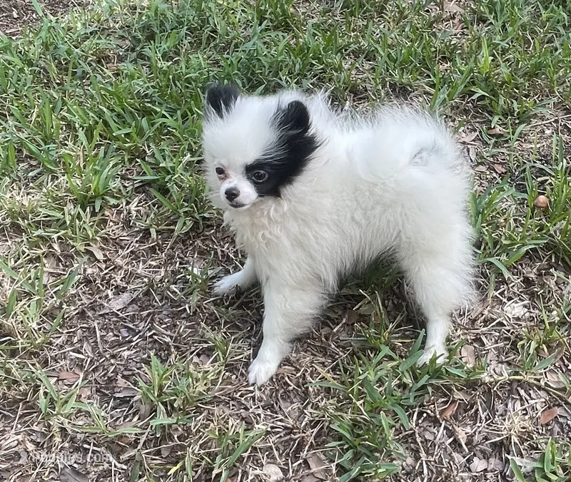 AKC Girl  – Pomeranian puppy for sale in Dover, FL