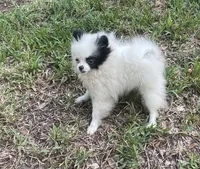 AKC Girl , a female Pomeranian for sale in Dover, FL – 1 of 6