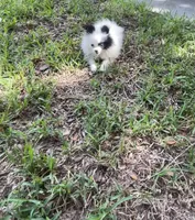 AKC Girl , a female Pomeranian for sale in Dover, FL – 3 of 6