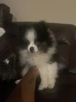 AKC Boy 1, a male Pomeranian for sale in Dover, FL – 6 of 6