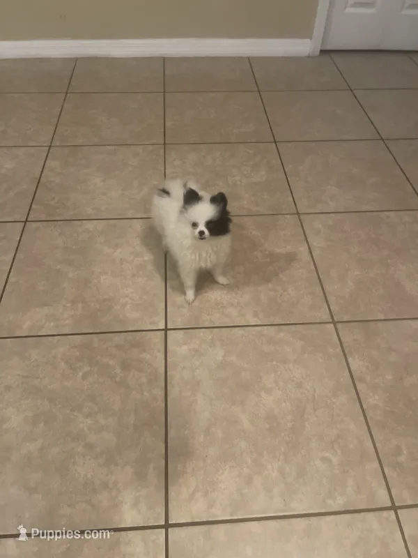 AKC Girl  – Pomeranian puppy for sale in Dover, FL