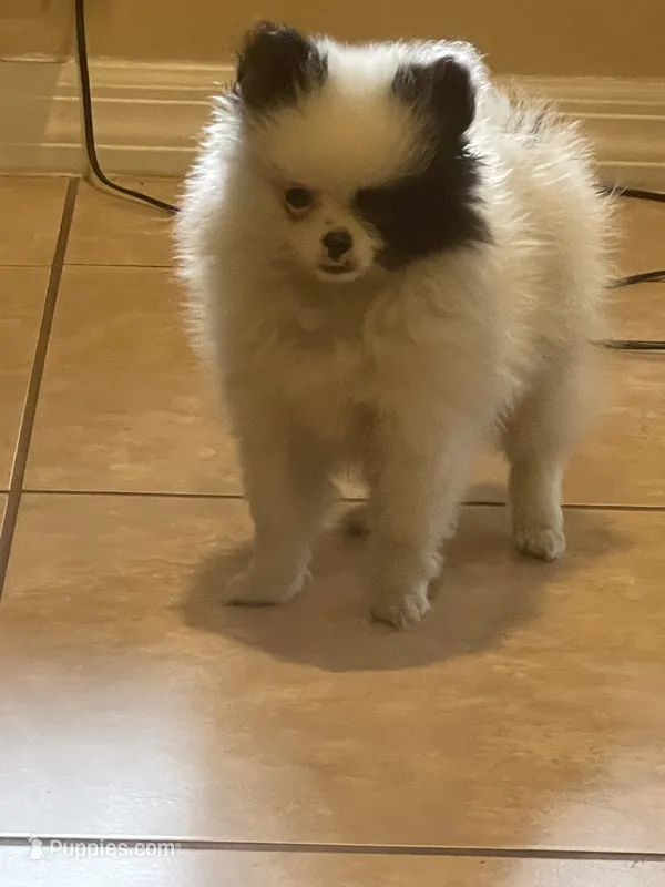 AKC Girl  – Pomeranian puppy for sale in Dover, FL