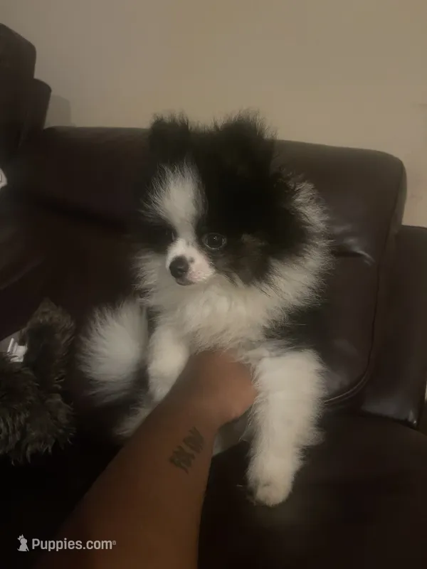 AKC Boy 1 – Pomeranian puppy for sale in Dover, FL