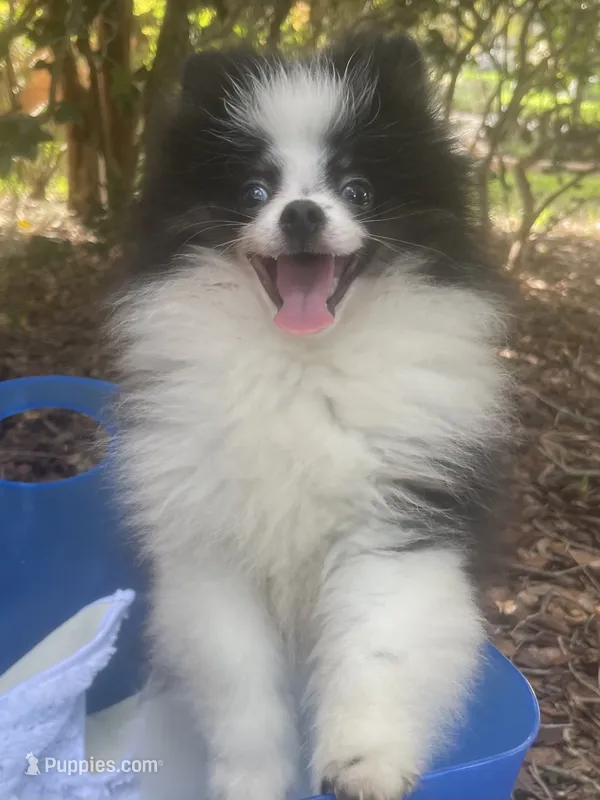 AKC Boy 1 – Pomeranian puppy for sale in Dover, FL