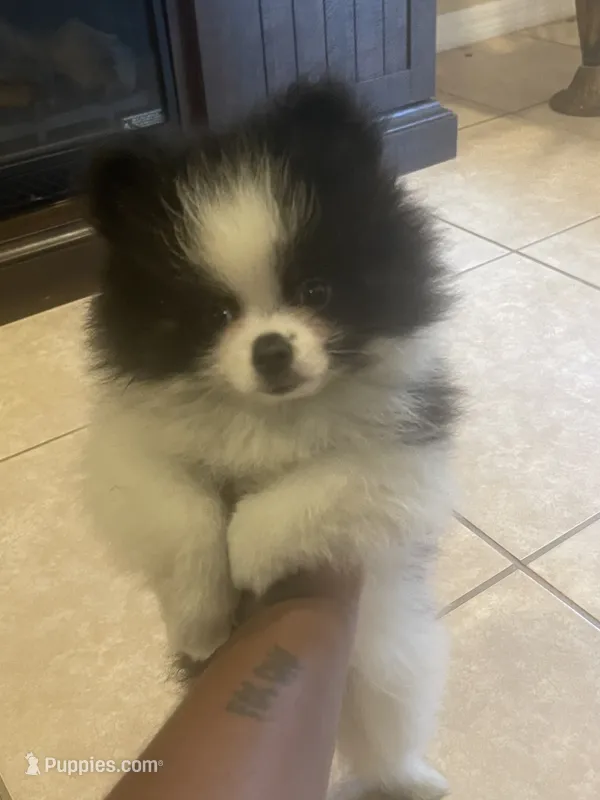 AKC Boy 2 – Pomeranian puppy for sale in Dover, FL