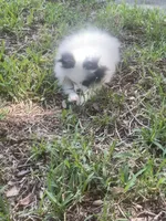 AKC Girl , a female Pomeranian for sale in Dover, FL – 4 of 6