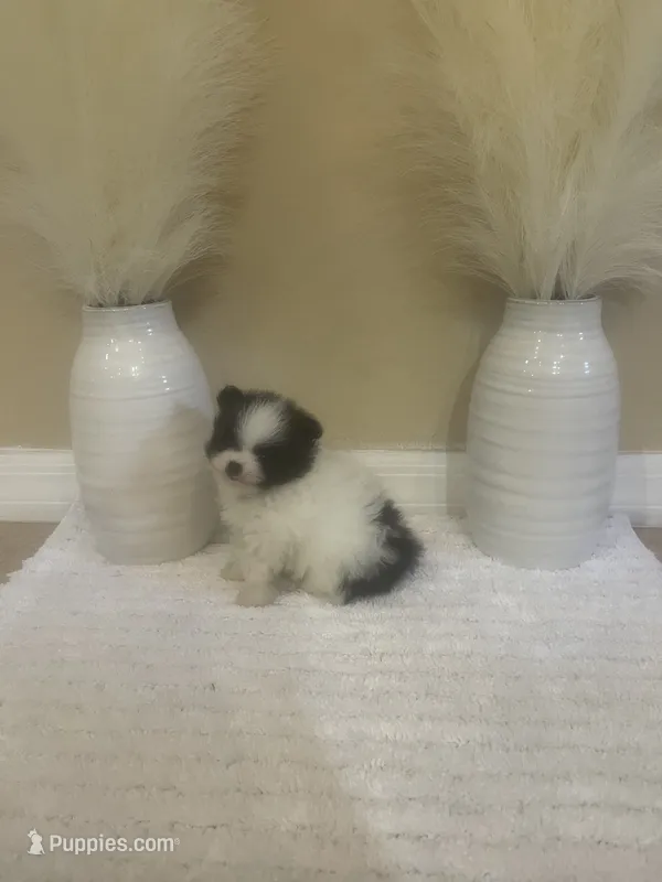 AKC Boy 2 – Pomeranian puppy for sale in Dover, FL