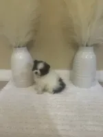 AKC Boy 2, a male Pomeranian for sale in Dover, FL – 1 of 6