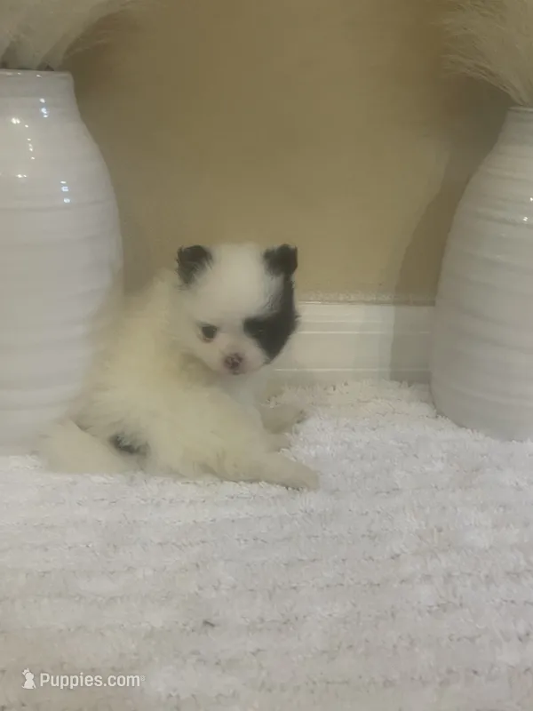 AKC Girl  – Pomeranian puppy for sale in Dover, FL
