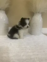 AKC Boy 1, a male Pomeranian for sale in Dover, FL – 2 of 6