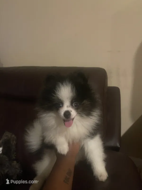 AKC Boy 1 – Pomeranian puppy for sale in Dover, FL
