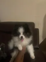 AKC Boy 1, a male Pomeranian for sale in Dover, FL – 2 of 6