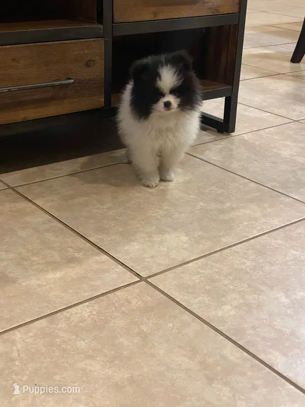 AKC Boy 1 – Pomeranian puppy for sale in Dover, FL