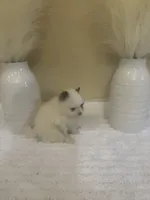 AKC Girl , a female Pomeranian for sale in Dover, FL – 6 of 6