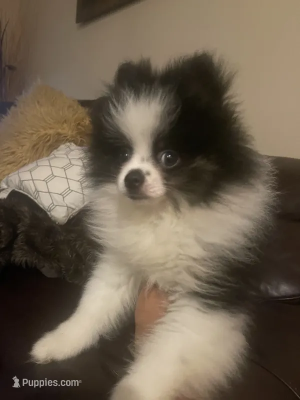 AKC Boy 1 – Pomeranian puppy for sale in Dover, FL