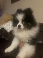 AKC Boy 1, a male Pomeranian for sale in Dover, FL – 4 of 6