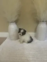 AKC Boy 2, a male Pomeranian for sale in Dover, FL – 5 of 6