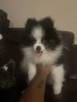 AKC Boy 1, a male Pomeranian for sale in Dover, FL – 5 of 6