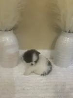 AKC Boy 2, a male Pomeranian for sale in Dover, FL – 4 of 6