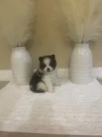 AKC Boy 1, a male Pomeranian for sale in Dover, FL – 5 of 6