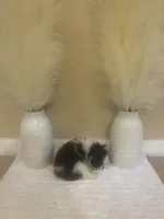 AKC Boy 1, a male Pomeranian for sale in Dover, FL – 6 of 6
