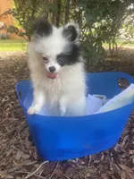 AKC Girl , a female Pomeranian for sale in Dover, FL – 2 of 6