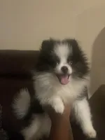 AKC Boy 1, a male Pomeranian for sale in Dover, FL – 3 of 6
