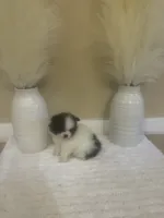 AKC Boy 2, a male Pomeranian for sale in Dover, FL – 2 of 6