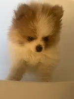 AKC BOY 2, a male Pomeranian for sale in Dover, FL – Photo 9 of 10